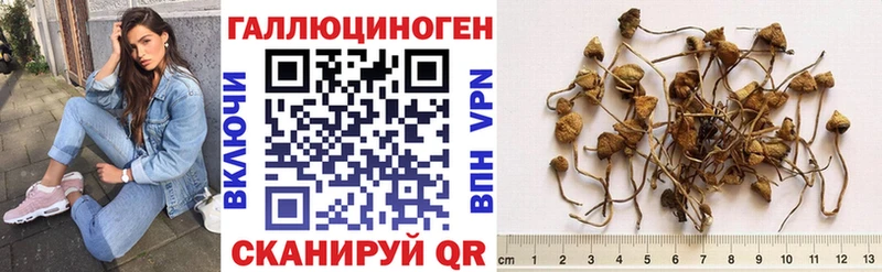 что такое Ростов Псилоцибиновые грибы Cubensis